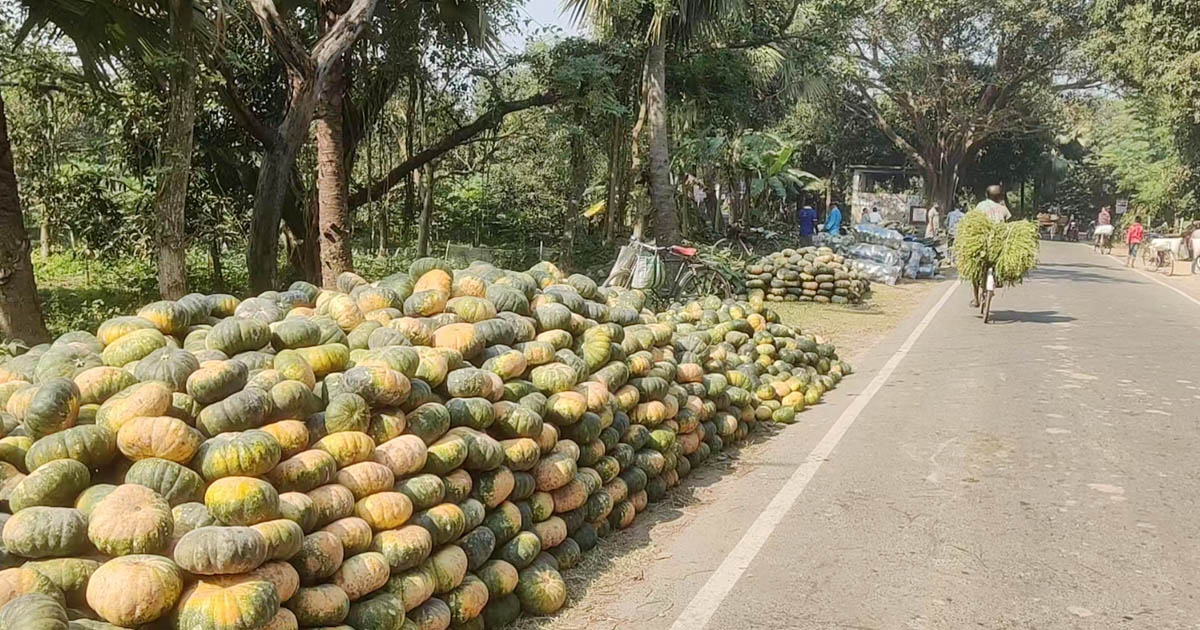 ভোলাহাটে মিষ্টি কুমড়া চাষে দাম কম হওয়ায় বিপাকে চাষীরা 