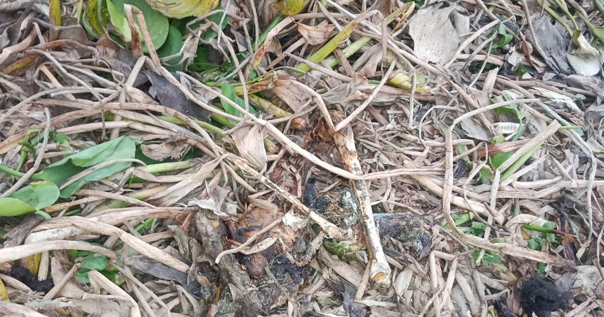 শালিখায় খালের কচুরিপানা থেকে অজ্ঞাত লাশের অংশবিশেষ উদ্ধার