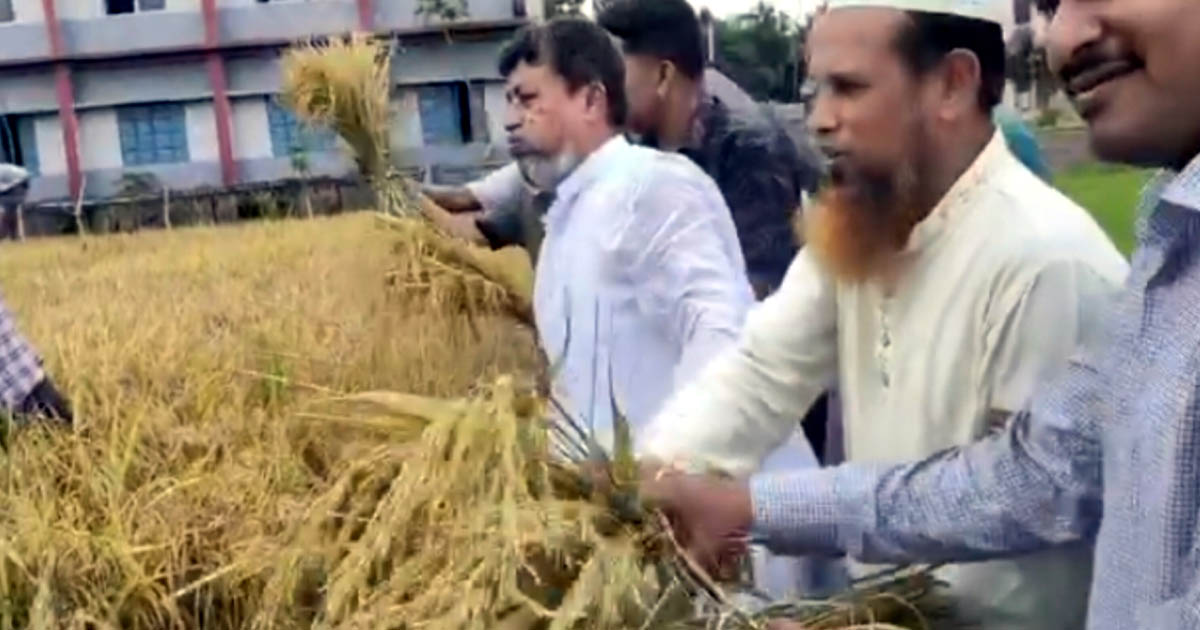 কৃষকদের সাথে মাঠে নেমে ধান কাটলেন এমপি জাহান্দার আলী জাহান