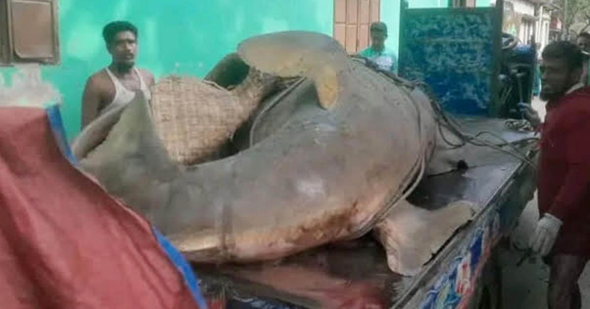 ঝালকাঠিতে ২৫ মণের ‘দানব’ খটক মাছ আড়াই লাখ টাকায় বিক্রি