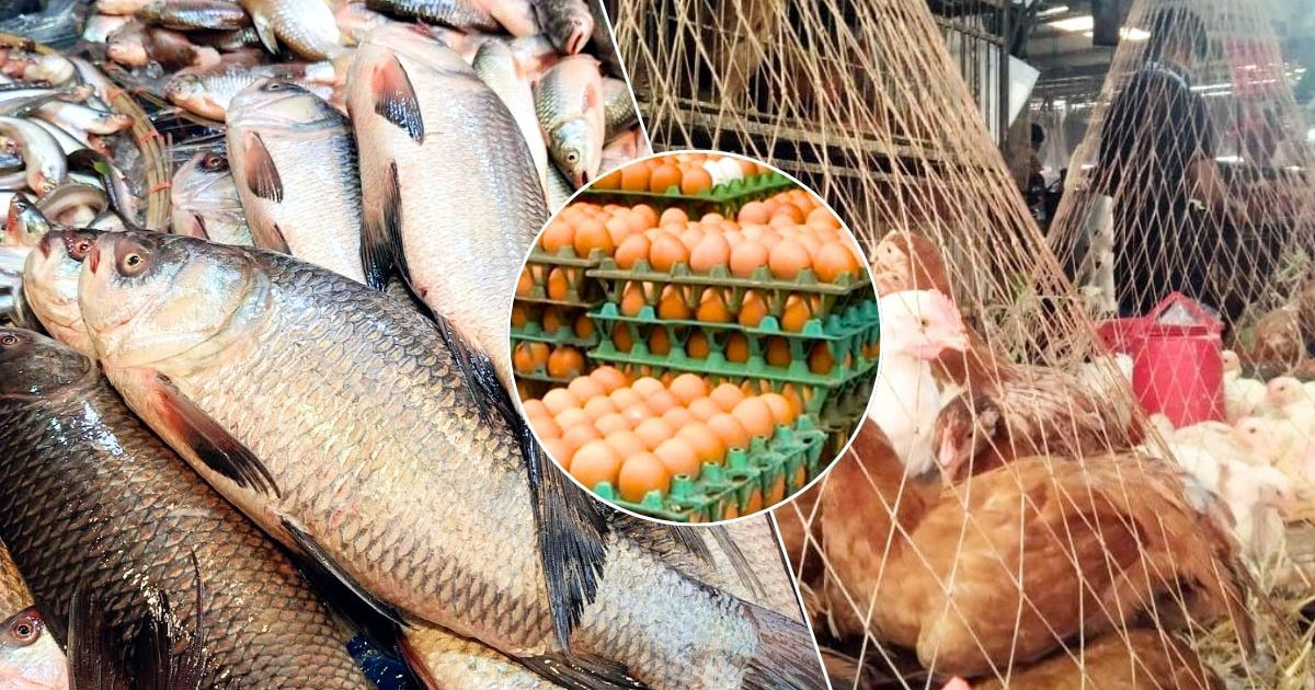 ডিমের দামে কিছুটা স্বস্তি, মাছ ও মুরগির বাজার চড়া