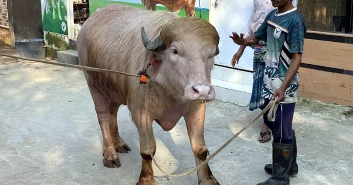 নারায়ণগঞ্জে নজর কাড়ছে ৭০০ কেজির মহিষ ‘ডোনাল্ড ট্রাম্প’