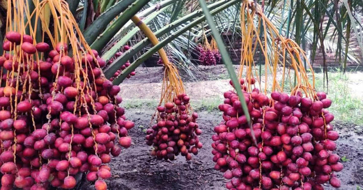 খেজুর আমদানিতে শুল্ক কমালো সরকার