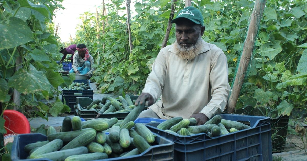 ইউটিউব দেখে মালচিং পদ্ধতিতে শসা চাষে চমক 