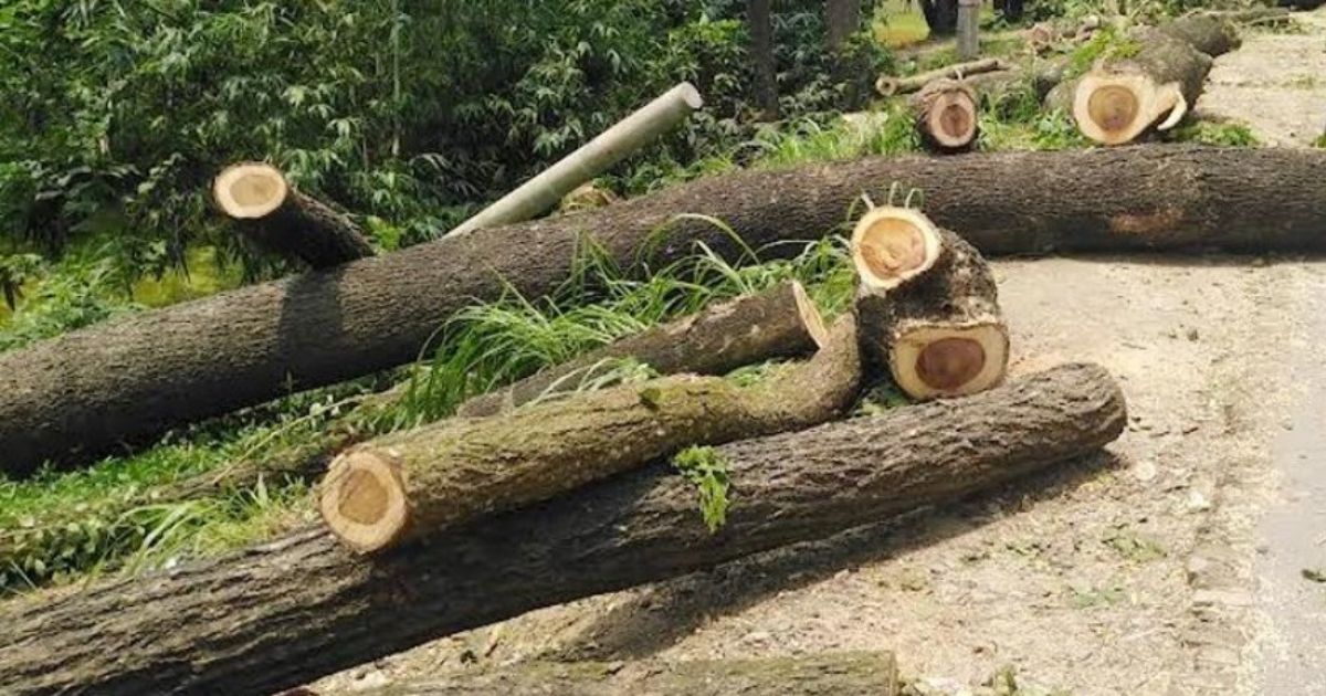 বোয়ালমারীতে গাছের গুড়ির নিচে পড়ে শিশুর মৃত্যু 