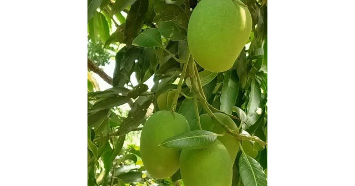 ফলের রাজা আম: রসনার তৃপ্তি ও সুস্বাস্থ্যের অনন্য আধার