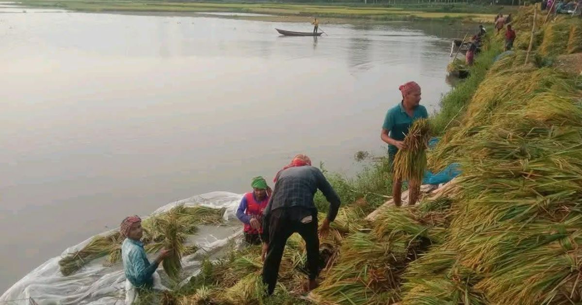 কালিয়াকৈরে বৃষ্টির পানির নিচে আলয় বিলের ধান, চাষীর দুশ্চিন্তা