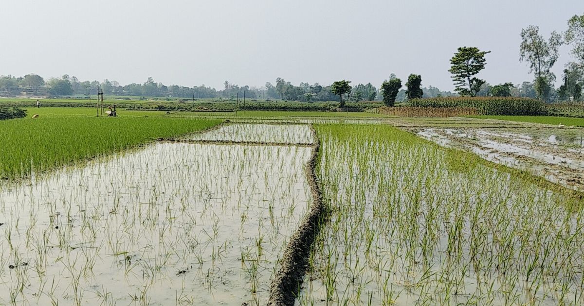 সরিষাবাড়ীতে জমি সংক্রান্ত বিরোধে ফসল নষ্ট ও প্রাণনাশের হুমকির অভিযোগ  