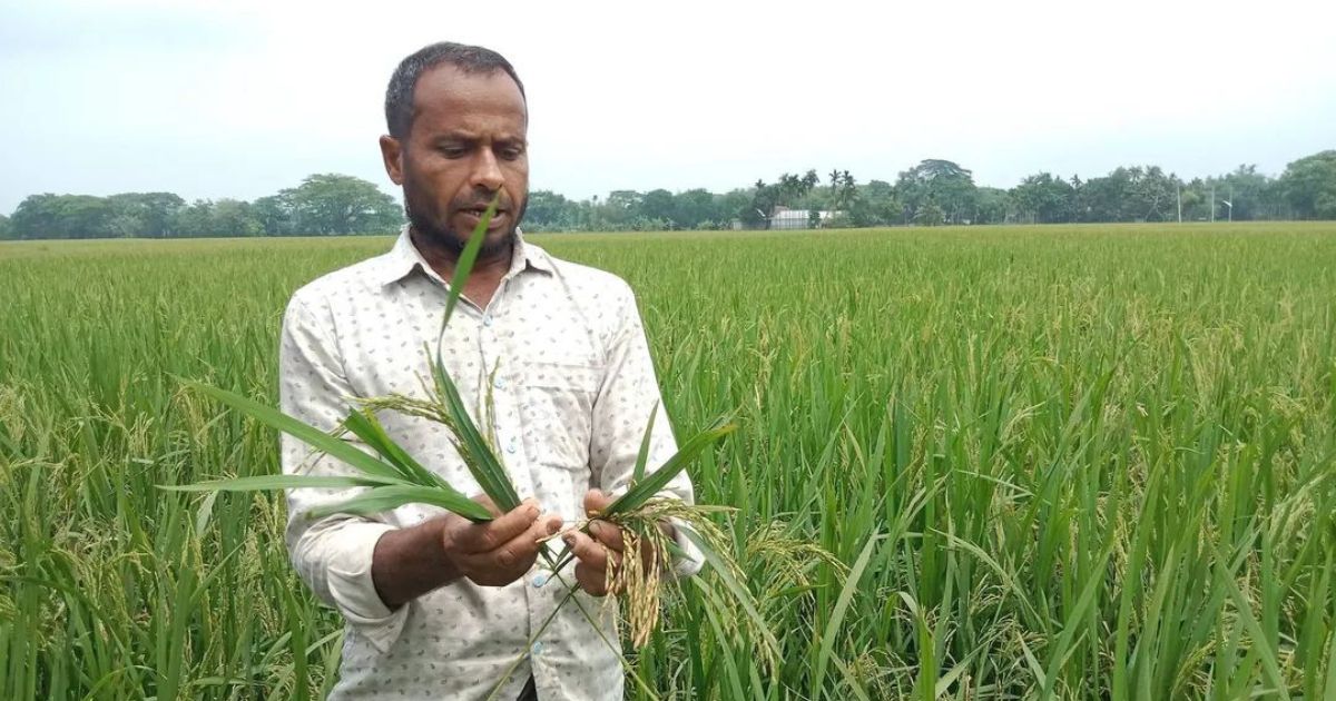 কেন্দুয়ায় প্রতারণার অভিযোগে বীজ ব্যবসায়ীদের বিরুদ্ধে কৃষকদের ক্ষোভ