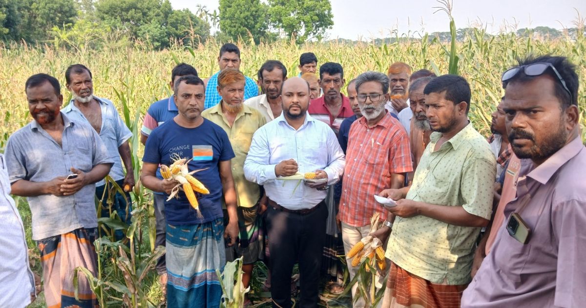 ভেজাল বীজে ভুট্টা চাষে বিপর্যয়, কোটি টাকার ক্ষতি শঙ্কা