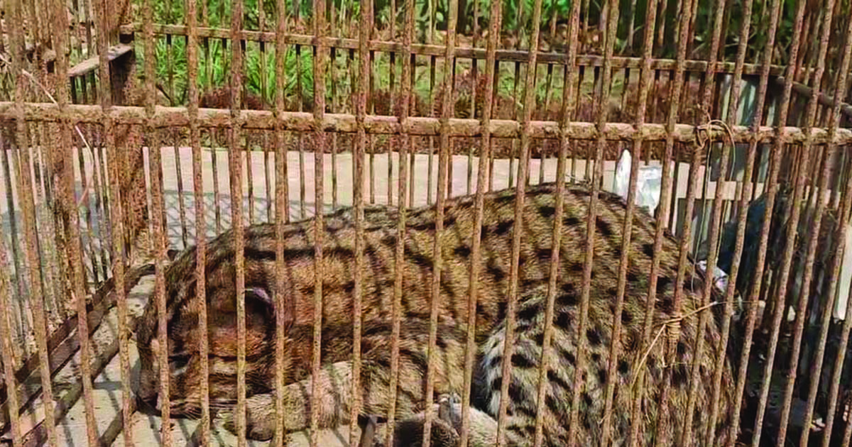 নেত্রকোণায় আহত অবস্থায় মেছোবাঘ উদ্ধার