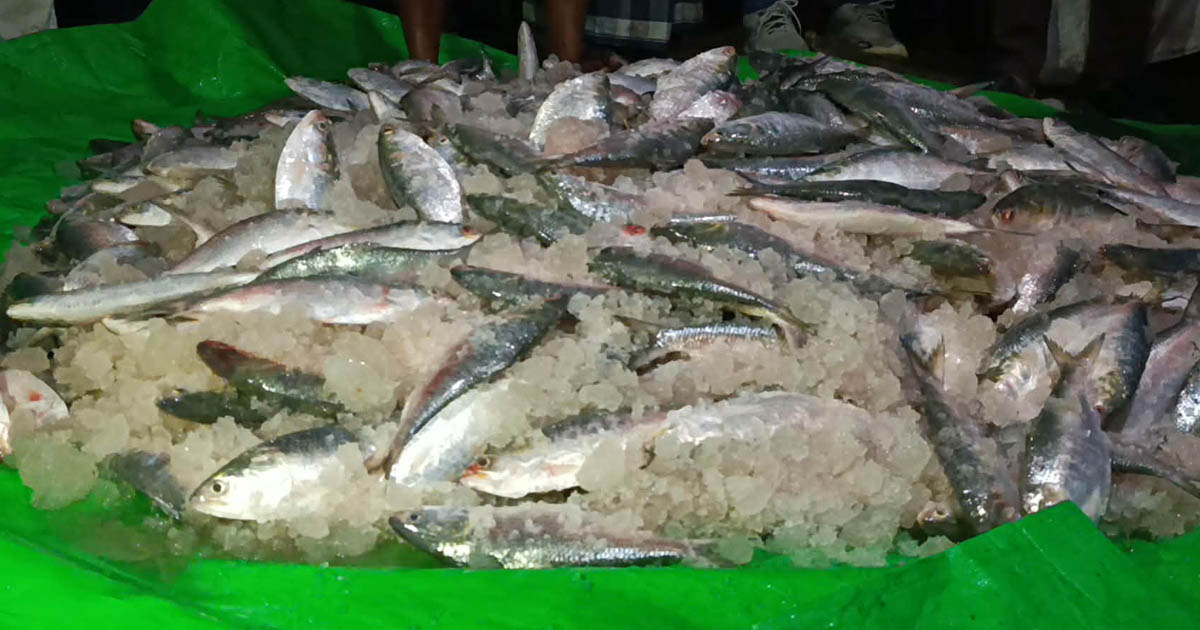তালতলীতে ১০০ কেজি জাটকা জব্দ, এতিমখানায় বিতরণ