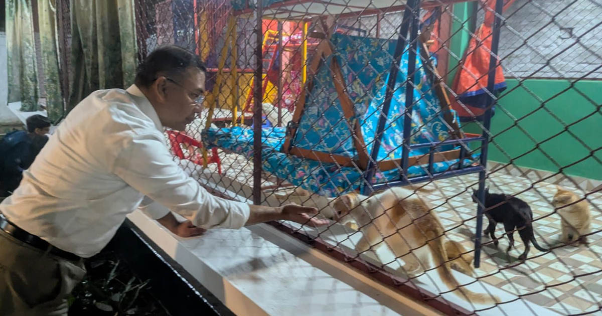 বিড়ালছানাদের সঙ্গে খুনসুটি, তারেক রহমানের প্রাণিপ্রেমের ছবি ভাইরাল