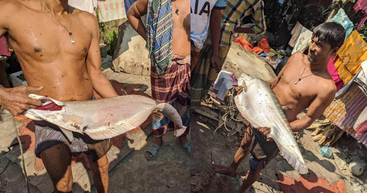 মির্জাগঞ্জে জেলের জালে ধরা পড়লো ৫ কেজির চিতল মাছ