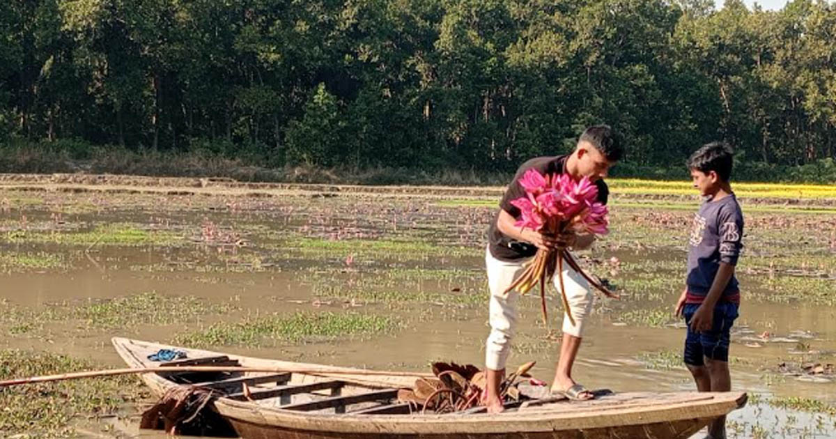 আশুরারবিলে ছবি তোলার নামে অসংখ্য লাল শাপলা তুলে নষ্ট, প্রাকৃতিক সৌন্দর্য হুমকিতে