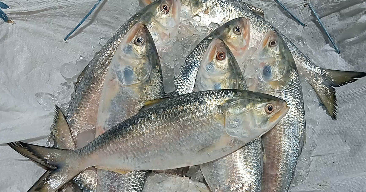 মধ্যরাত থেকে ২৫ অক্টোবর পর্যন্ত ইলিশ মাছ ধরা বন্ধ