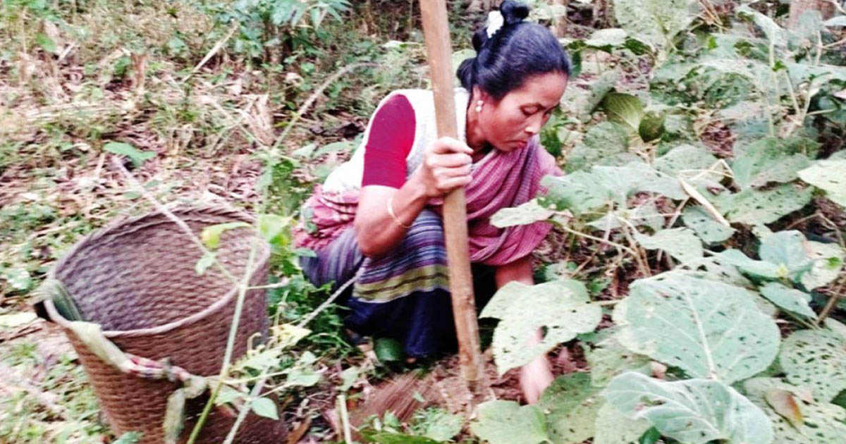 টাঙ্গাইলে বিলুপ্তির পথে পাহাড়ি অঞ্চলের বন আলু