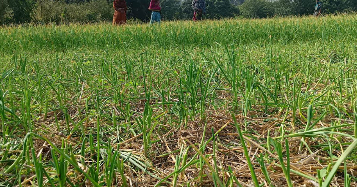 বিধবা নারীর রসুনের খেত কেটে নষ্টের অভিযোগ