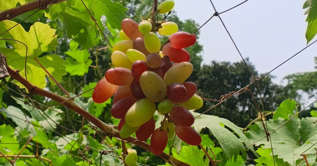 মতলবে এক বাগানেই ১৫০ জাতের আঙুর, ইকরামের সফলতা