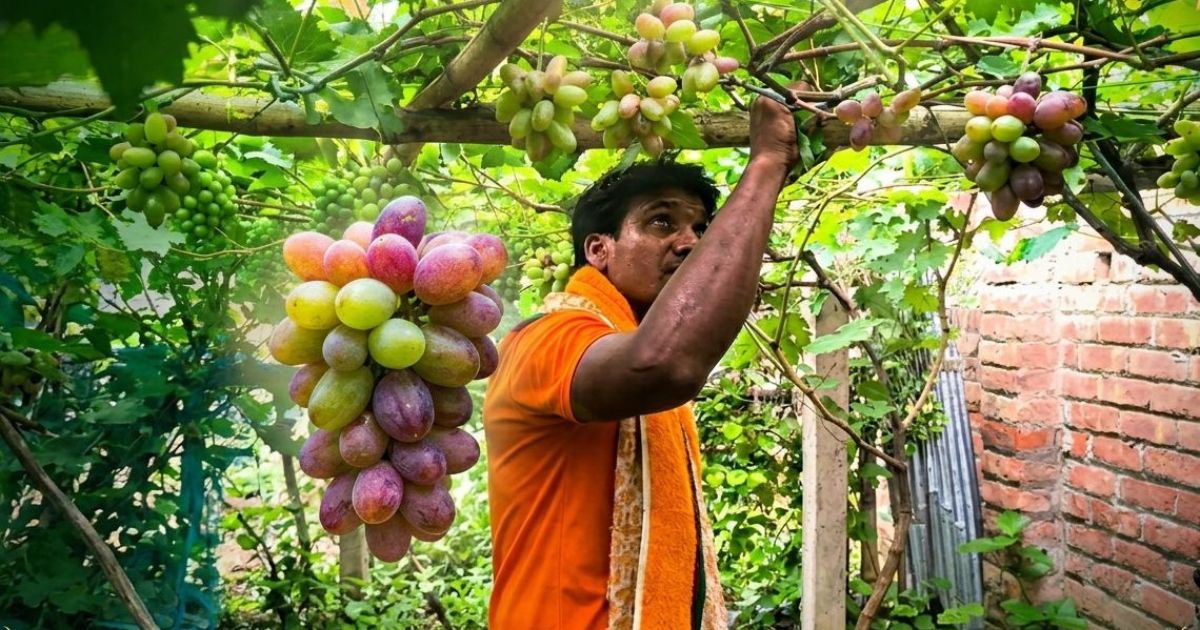 উপহাস মাড়িয়ে মেহেরপুরে আঙুর চাষে দম্পতির বাজিমাত