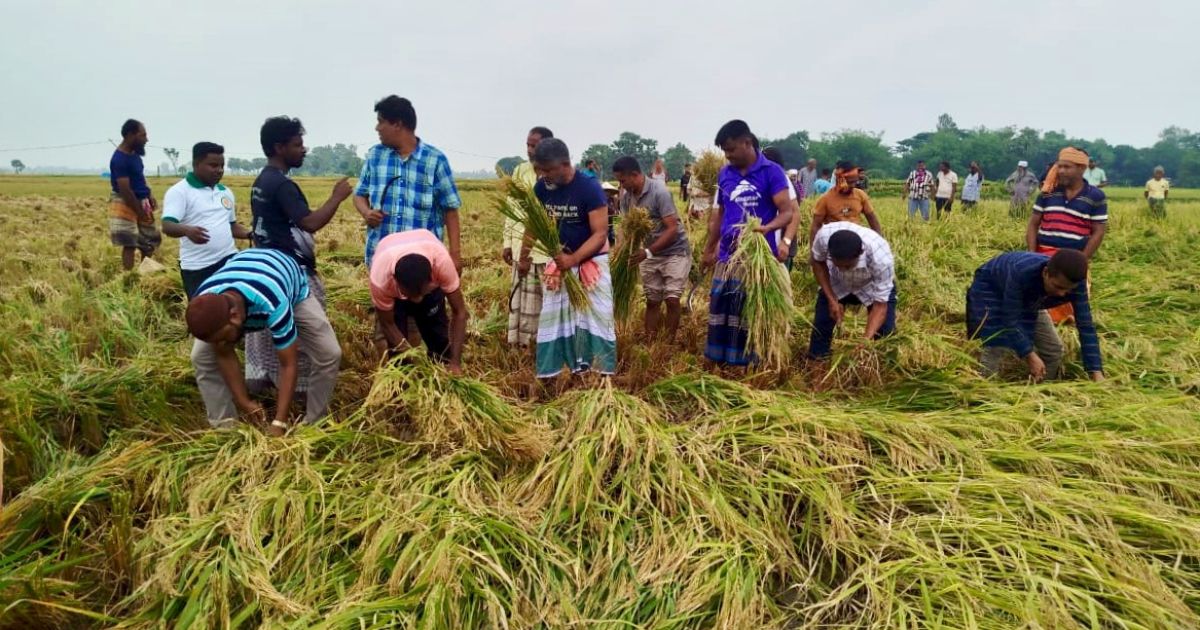 মহাদেবপুরে কৃষকের মাঠের ধান কেটে ঘরে তুলে দিলেন এমপি