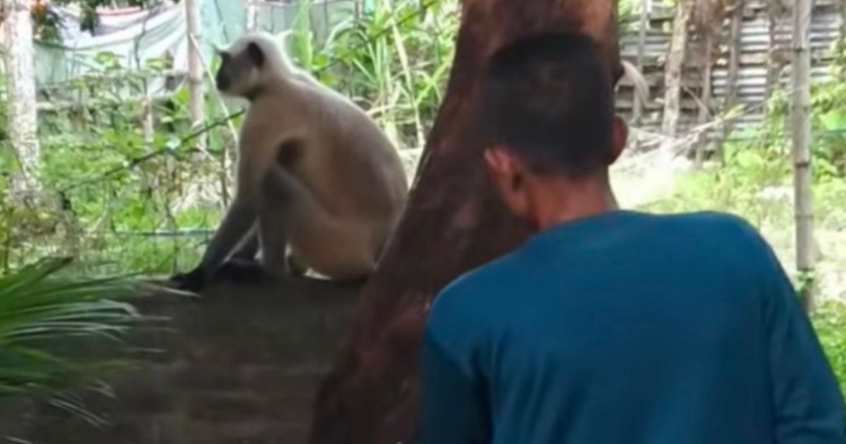 নাজিরপুরে ঘুরে বেড়াচ্ছে দলছুট মুখপোড়া হনুমান
