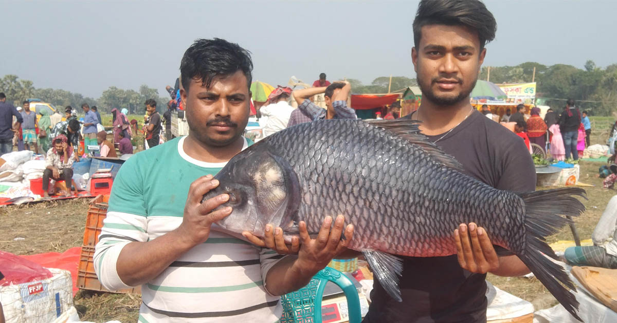 কালীগঞ্জে পৌষ সংক্রান্তির মেলা: ৯২ কেজির পাখি মাছের দাম ৫৫ হাজার টাকা