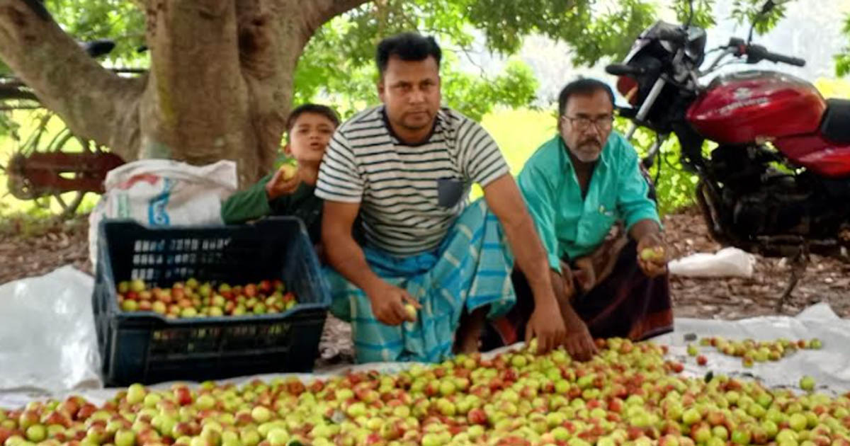 কুল চাষে সাফল্য দেখিয়ে এলাকায় সাড়া ফেলেছেন মাজেদুল ইসলাম