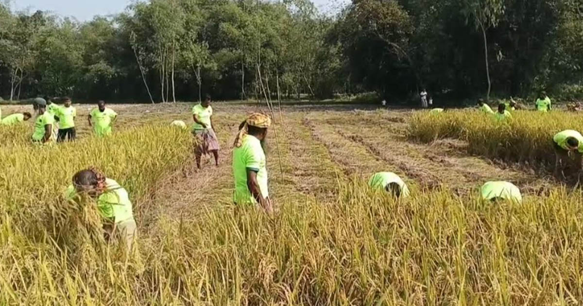 লালমনিরহাটে ১৫ একর জমির ধান কেটে দিল কৃষকদল