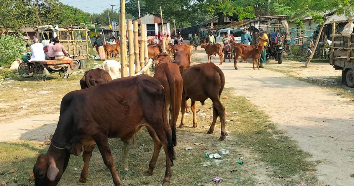 প্রতিদ্বন্দ্বী হাটের চাপে মুখ থুবড়ে পড়ছে শতবর্ষী খালিশপুর পশুরহাট