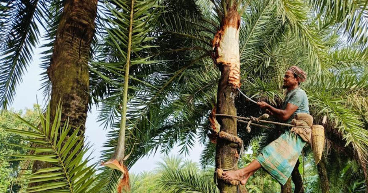 মহেশপুরে শীতের আগমনী বার্তা: খেজুর রসে মেতে উঠছে গ্রামীণ জনপদ