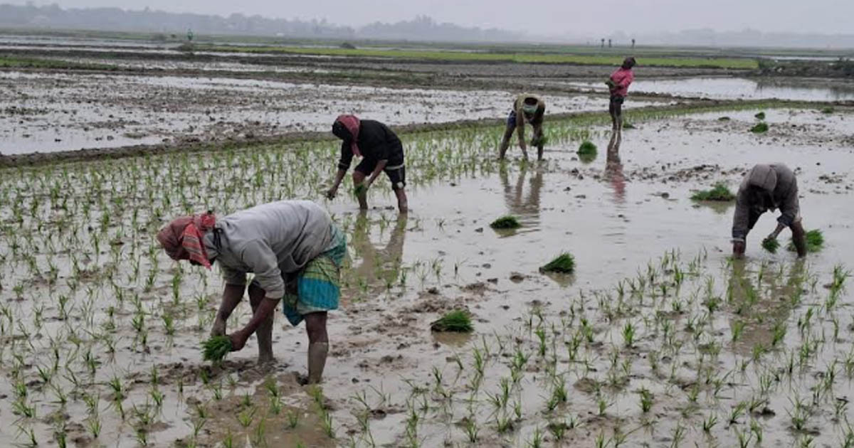 কনকনে শৈত্যপ্রবাহের শীতে বোরো ধান চাষে ব্যস্ত কৃষকরা