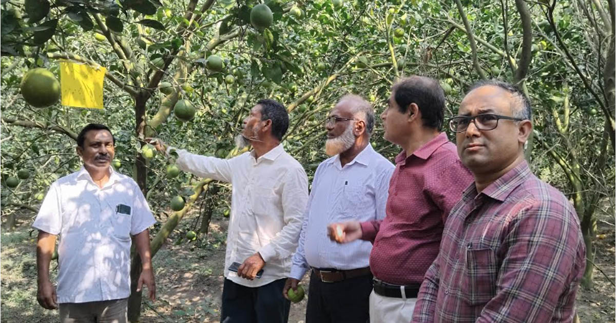 কৃষিতে কোটি টাকার স্বপ্ন বোনা সম্ভব, প্রমাণ করলেন নাটোরের সফল ফলচাষি