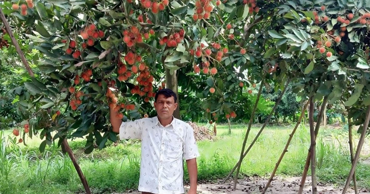 বিদেশি রামবুটান চাষে সফল নবাবগঞ্জের আব্দুর রহমান