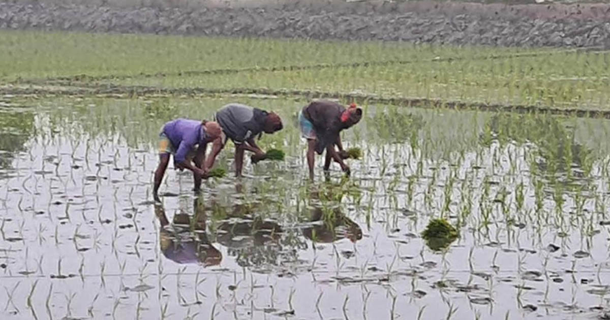 নবাবগঞ্জে ভালো ফলনের আশা নিয়ে বোরো রোপণ শুরু