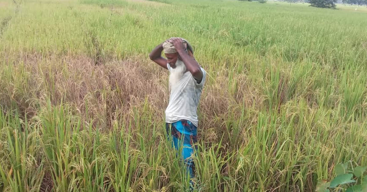 আমন ধানে মাজরা পোকার আক্রমণ, বৃষ্টিতে সবজিও নষ্ট হতাশ কৃষক