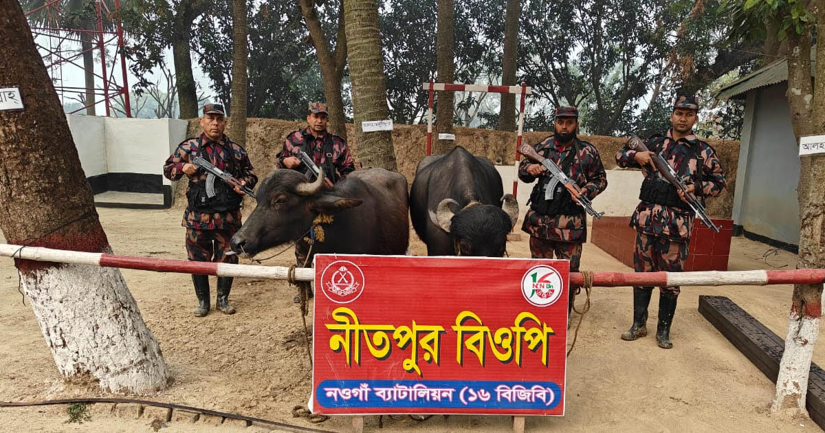 পোরশায় মালিকবিহীন ভারতীয় মহিষ আটক