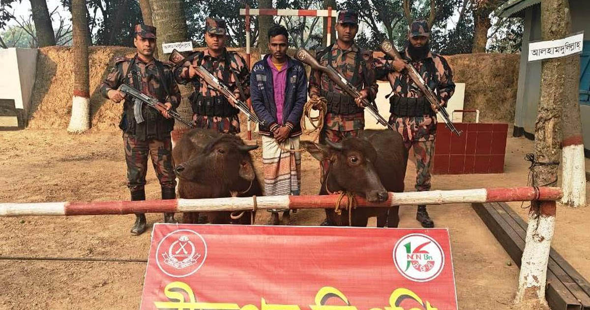 পোরশায় চোরাকারবারিসহ ভারতীয় মহিষ আটক