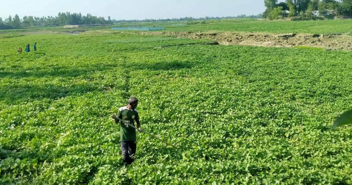 সাঘাটায় মিষ্টি আলু চাষে কৃষকের মুখে হাসি
