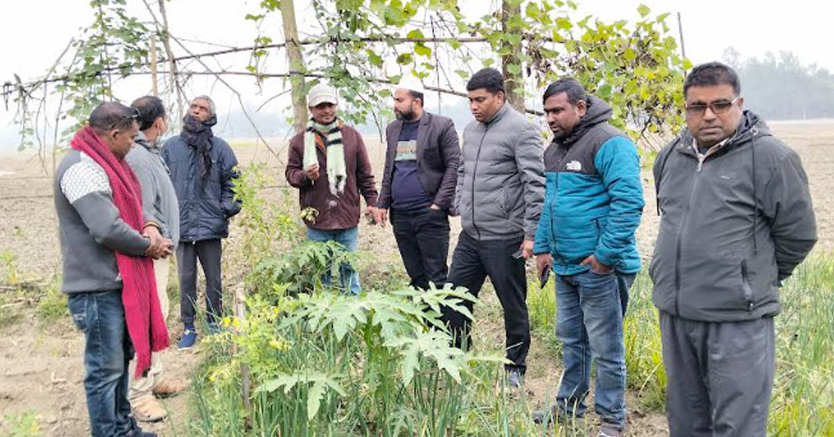 সরিষাবাড়ীতে বস্তায় আদা চাষে ব্যাপক ফলন