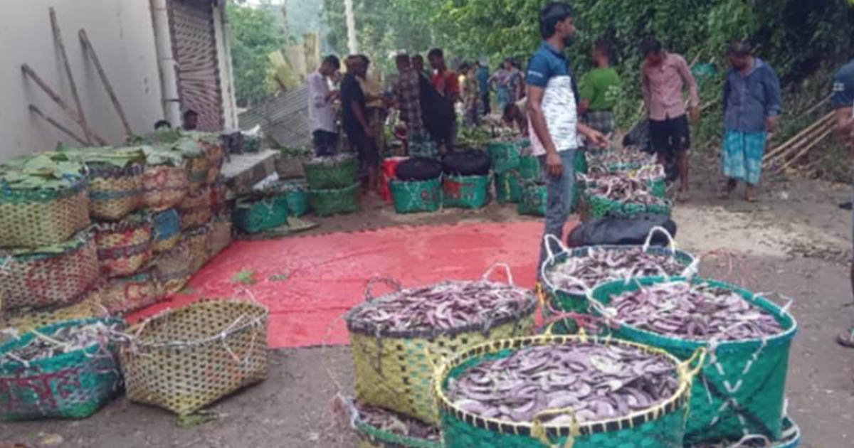 সীতাকুন্ডে রুপবান শিমে বদলেছে কৃষকের ভাগ্য