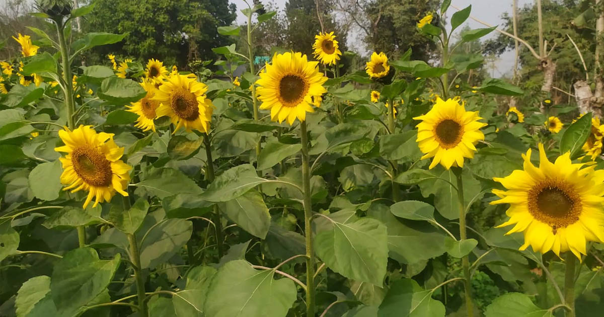 মধুপুরে বাড়ছে সূর্যমুখী চাষের আগ্রহ