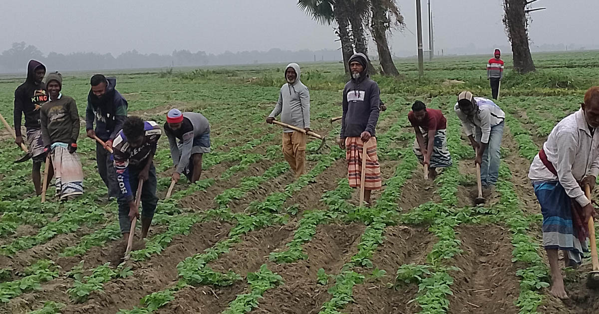 তানোরে আলুর পরিচর্যায় ব্যস্ত কৃষক-শ্রমিকরা