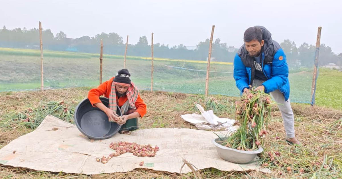 ভাঙ্গুড়ায় পৌষের হাড়কাঁপানো শীতেও ফসলের মাঠে ব্যস্ত কৃষক