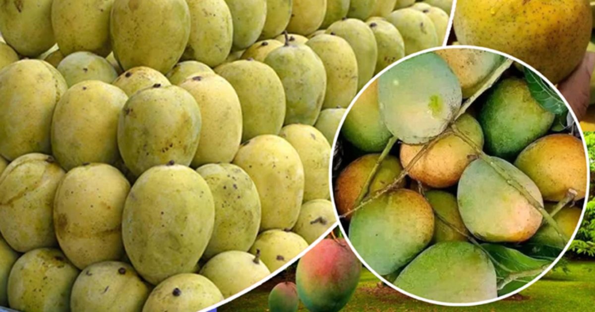 রাসায়নিক দিয়ে পাকানো আম চিনবেন যেভাবে