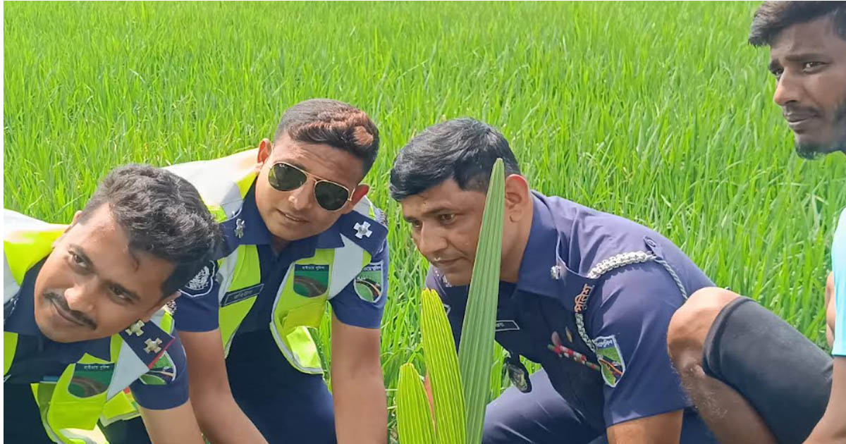 ঝিনাইদহে হাইওয়ে পুলিশের তাল গাছের চারা রোপণ