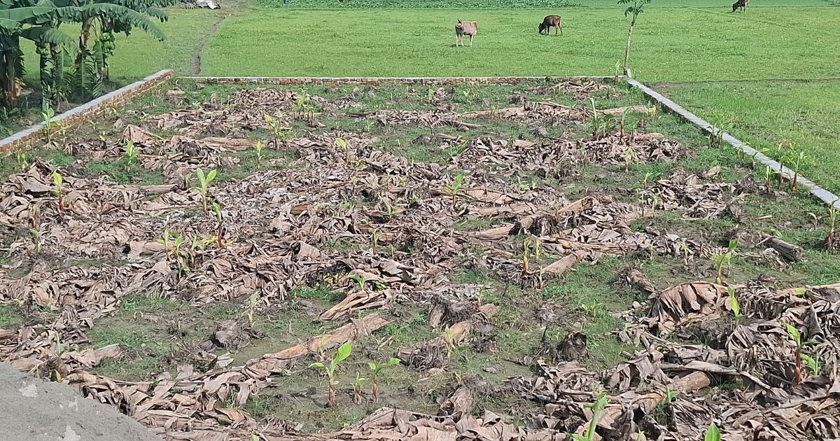 ৫০০ কলাগাছ কেটে নিল দুর্বৃত্তরা, আদালতে মামলা দায়ের