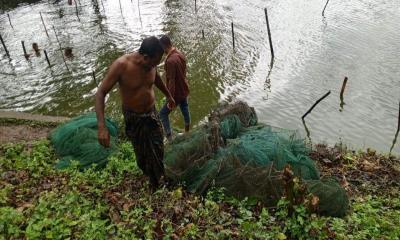 মহেশপুরে নিষিদ্ধ চায়না দুয়ারি জাল জব্দ করে ধ্বংস