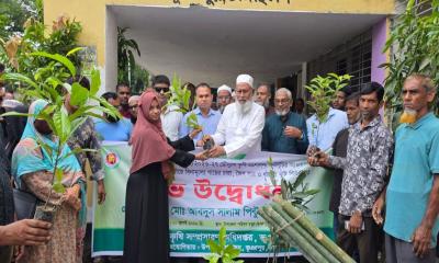 এমপি সালাম পিন্টুর উদ্বোধনে ভূঞাপুরে ১ হাজার ৪০০ গাছের চারা বিতরণ