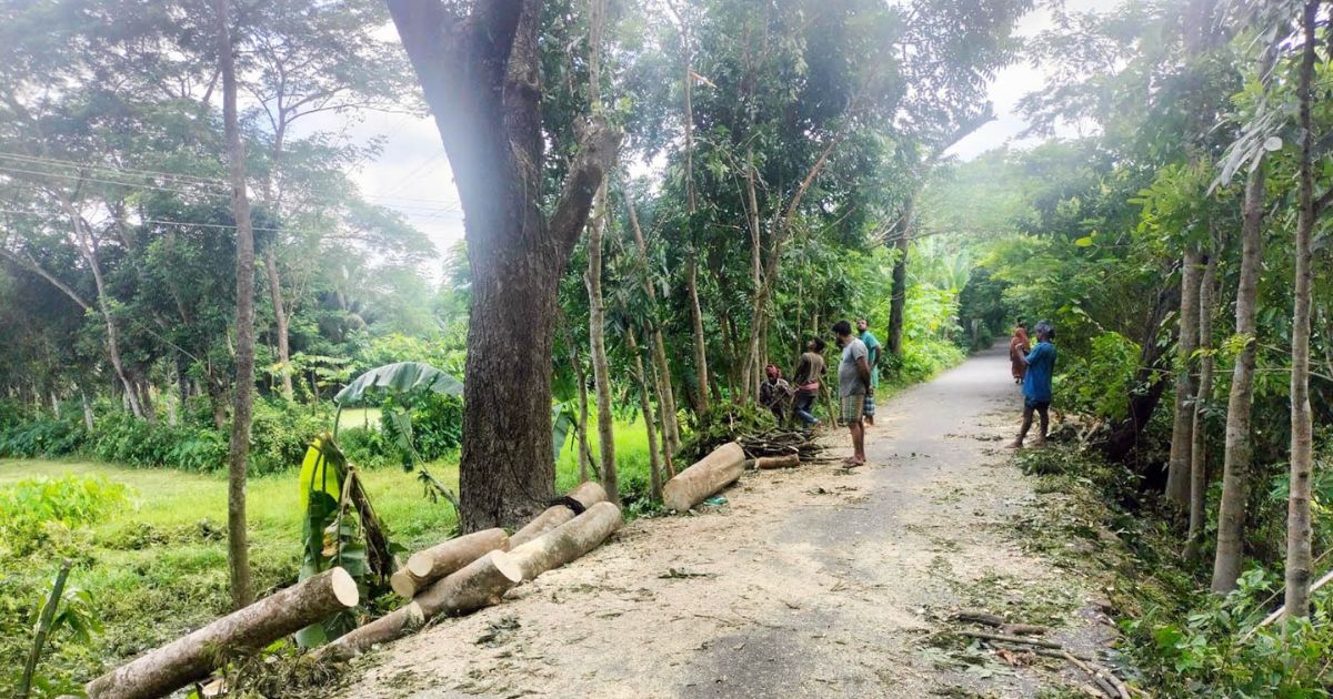 ইউএনওর হস্তক্ষেপে আগৈলঝাড়ায় সরকারি গাছ কাটা বন্ধ